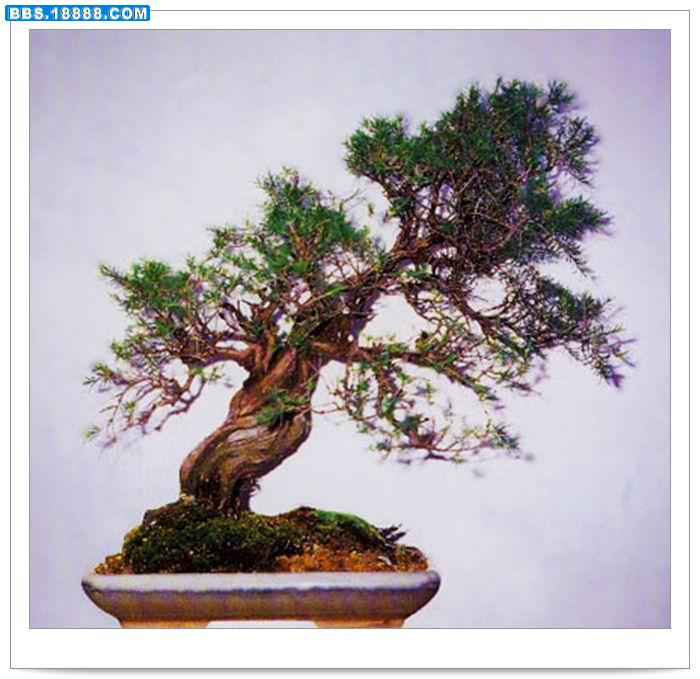 香松.jpg