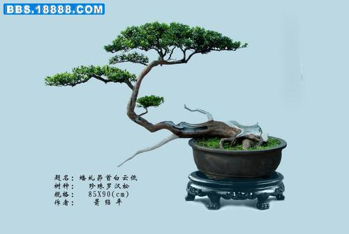 拷贝(罗汉松).jpg