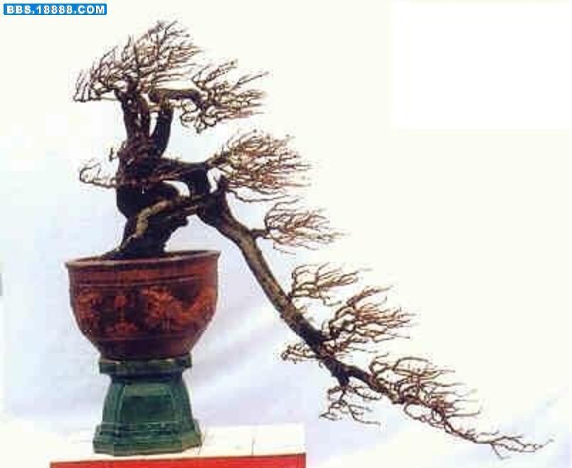 天姿逸骨34.jpg