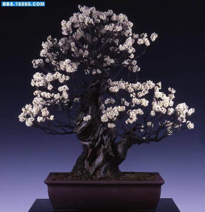 天姿逸骨67.jpg