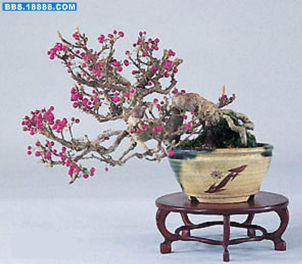 天姿逸骨71.jpg