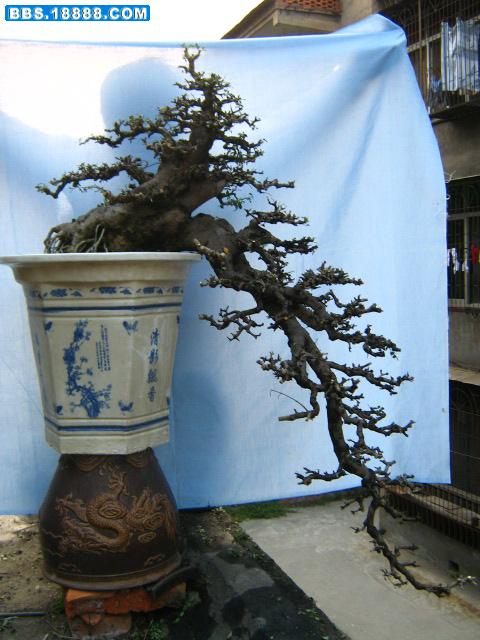 对节白蜡盆景2.jpg