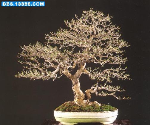 天姿逸骨91.jpg