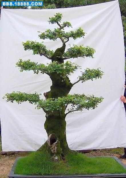 榆桩2.JPG