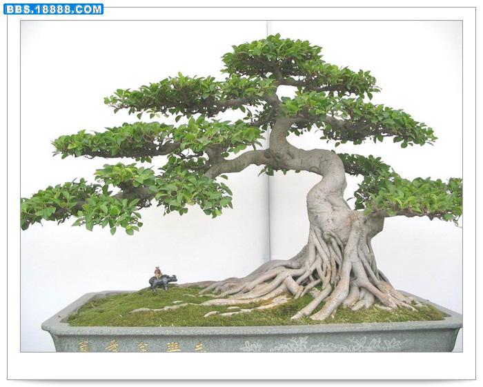 福建榕.jpg