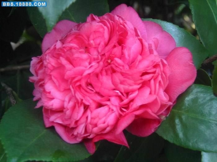 红茶花A.JPG