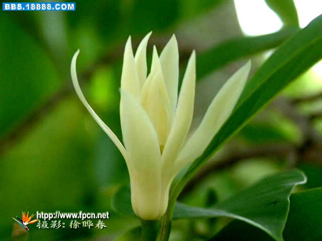 白兰花3.jpg