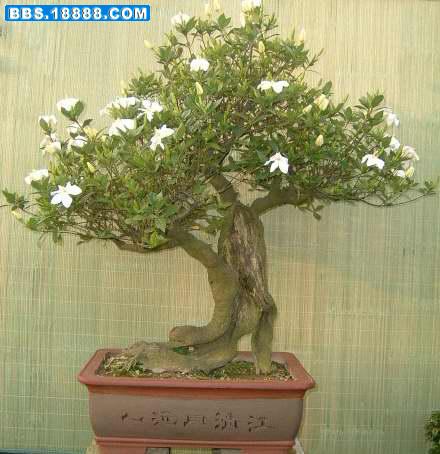 栀子花盆景《丰瑞》2.jpg