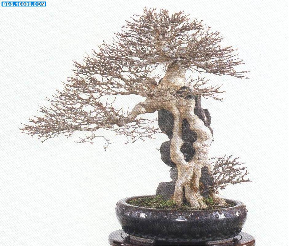 天姿逸骨82.jpg