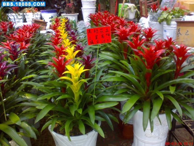 DSC01238.JPG