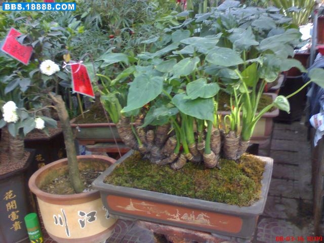 DSC01234.JPG