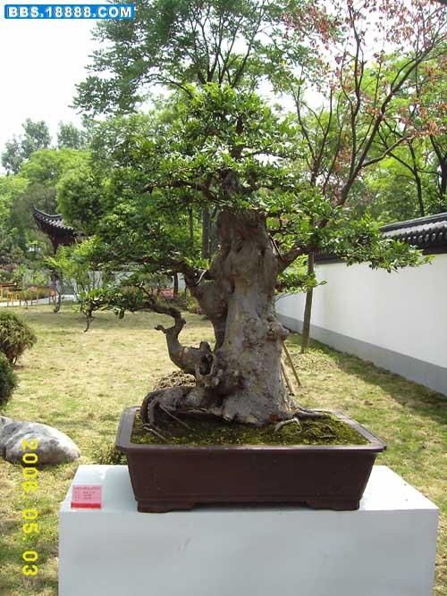 PIC_0005.jpg