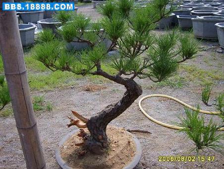 20069100648631[1].jpg