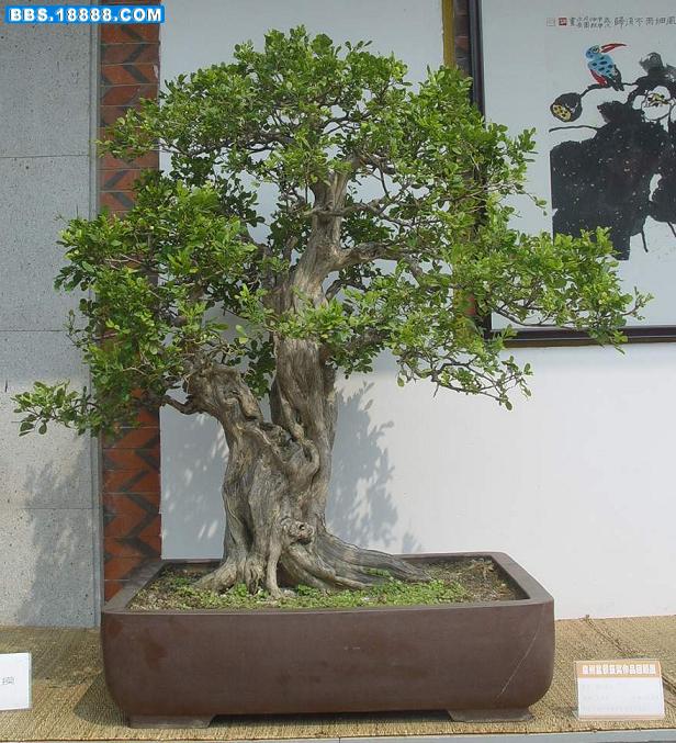 20066201046387[1].jpg