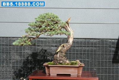 200611419162612380[1].jpg