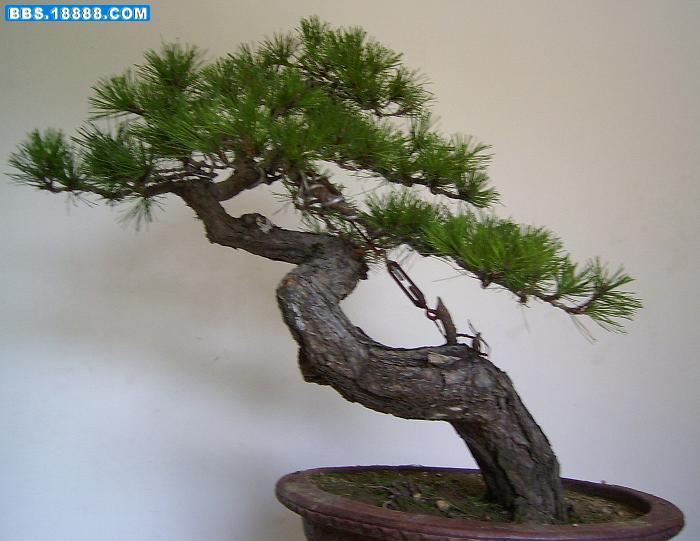 20068241722695768[1].jpg
