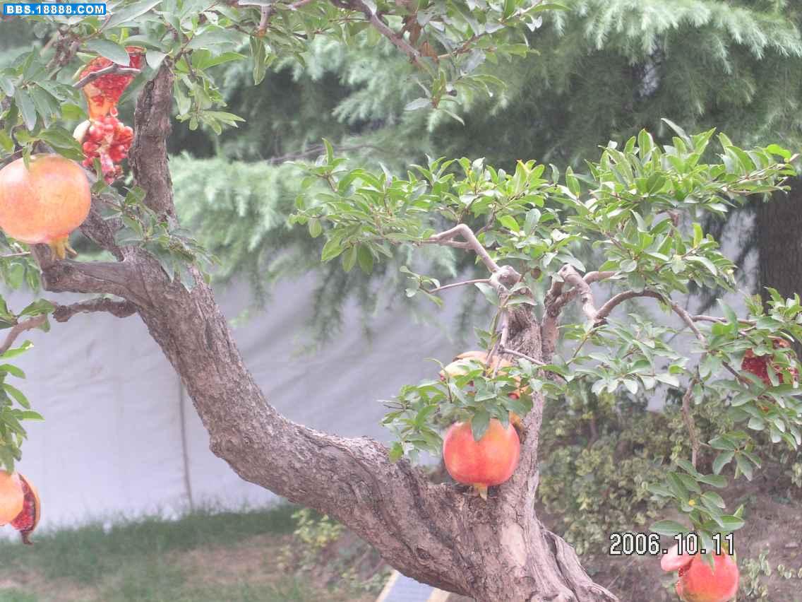 PICT0078.jpg