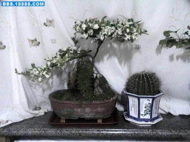 重新曝光 调整大小 DSC07212.JPG