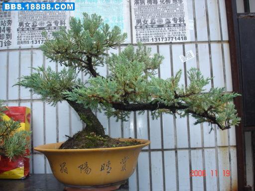 龙柏.JPG