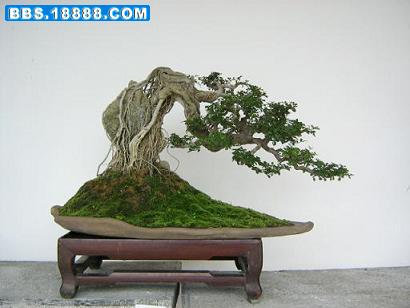 IMG_9877.JPG