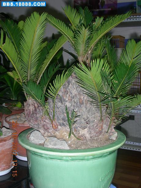 DSCN3785.JPG