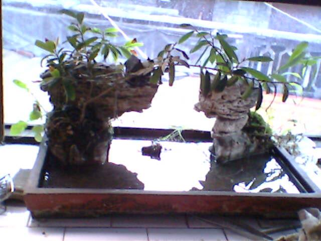IMG0610A.jpg