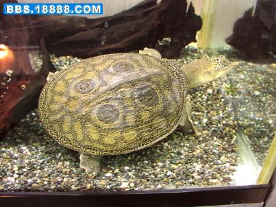 q_l_Burmese_peacock_Softshell_Turtle_Nilssonia_formosa_03.jpg
