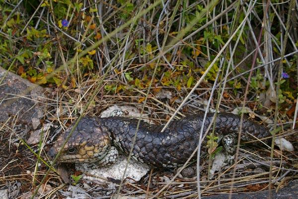05110717PD_Shingleback.jpg