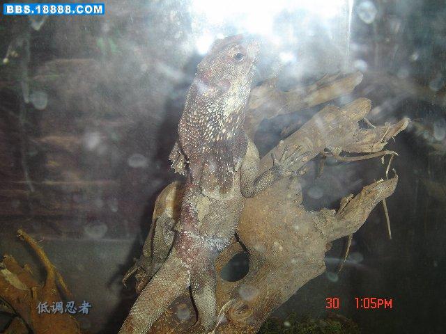 DSC00133.jpg