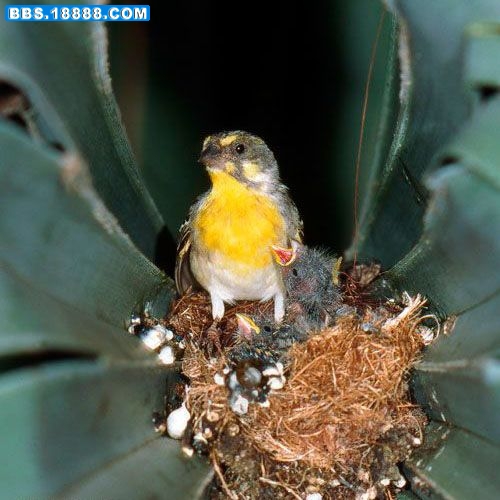 zzzzzzzzzzzzzzzSerinus citrinipectus1_.jpg