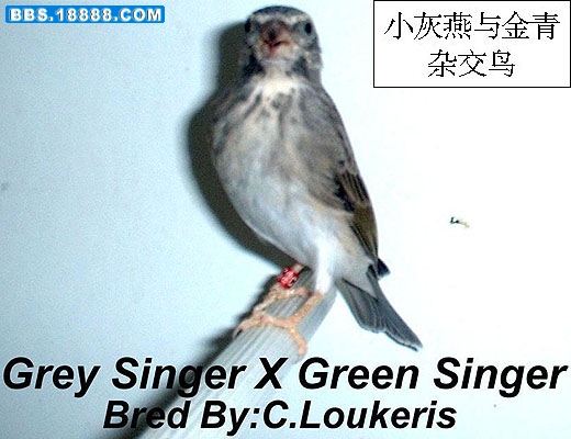 zzzzzzzzzzzzzSerinus leucopygiusXSerinus mozambicus.jpg
