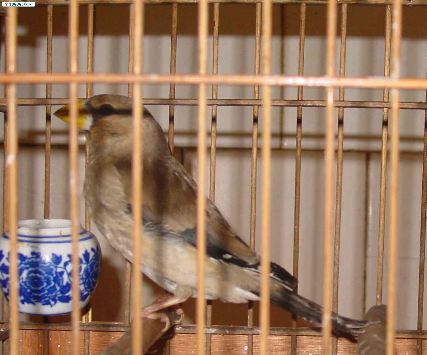 黑尾木.jpg