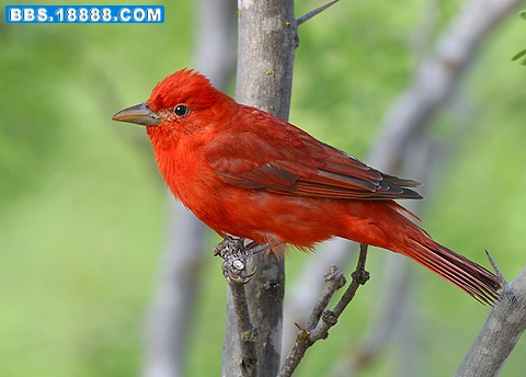 Summer-Tanager2.jpg