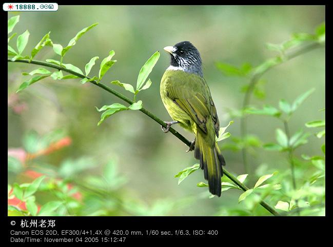 领雀嘴鹎2.jpg
