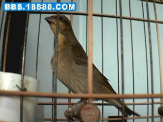 0７ＬＩＡＯ３３３３.JPG