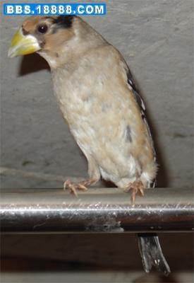 蜡嘴11.jpg