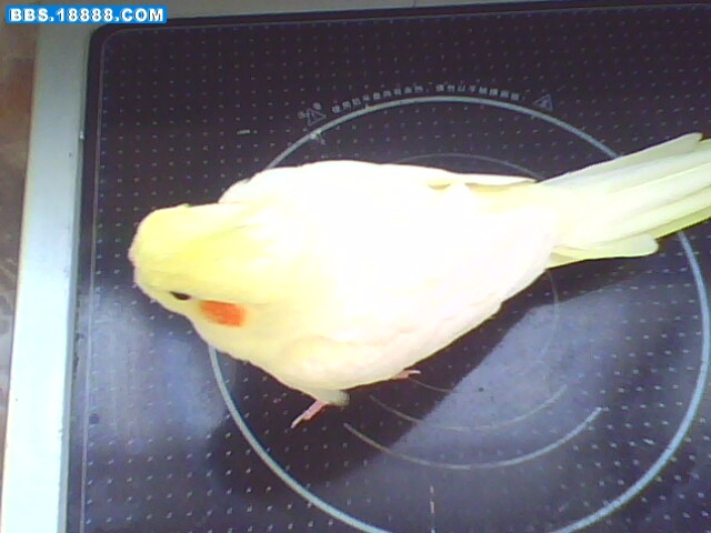 IMG0392A.jpg