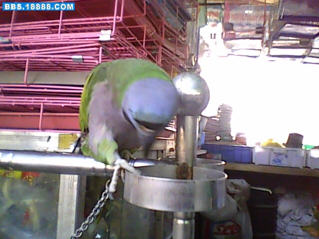 IMG0080A.jpg