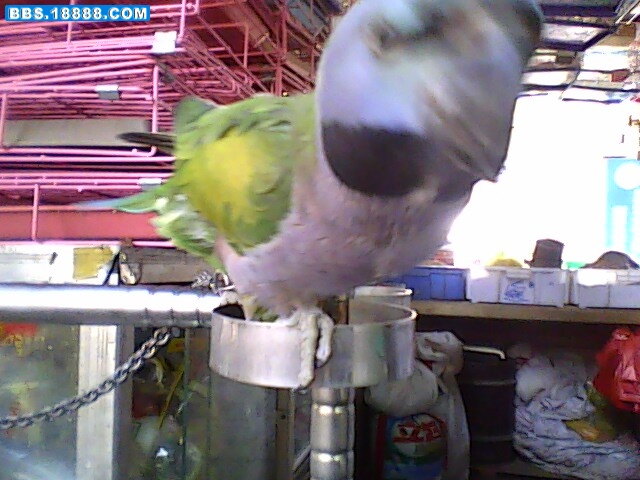 IMG0079A.jpg