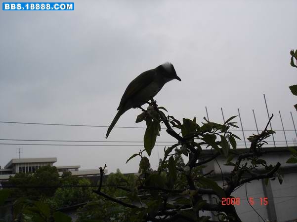 乌和人和谐不怕.JPG