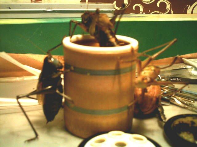 IMAG0021.JPG