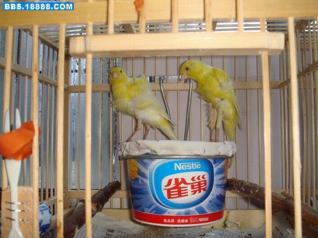 对黄.jpg