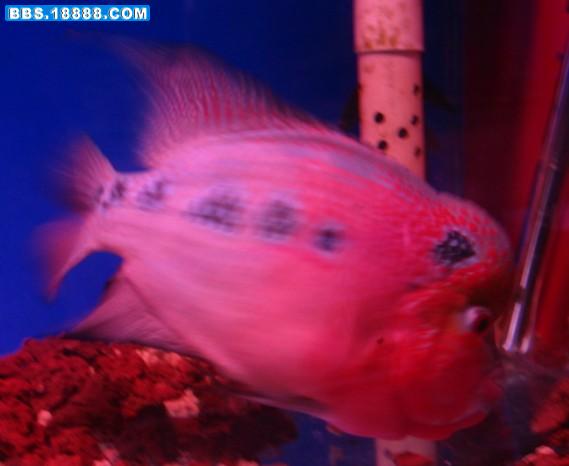 罗汉.jpg