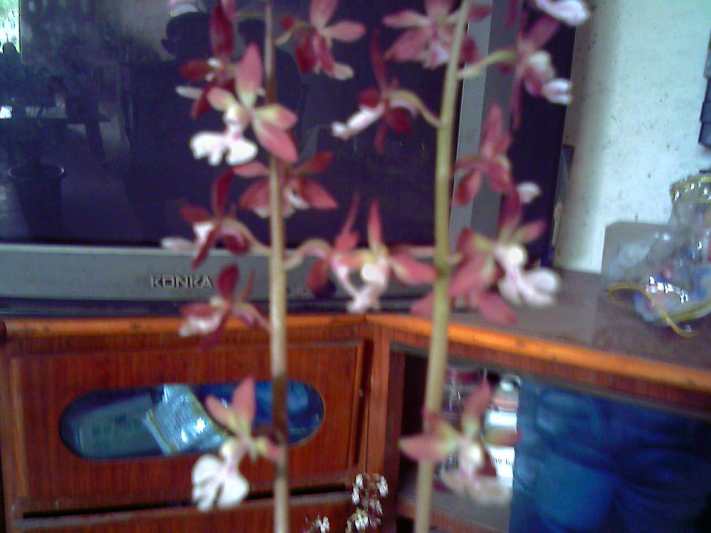 DSC00008.JPG