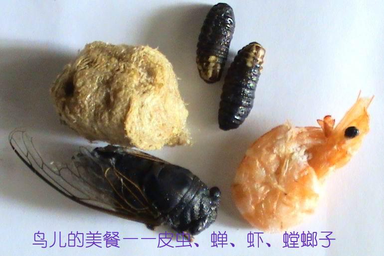 1-四件宝副本.jpg