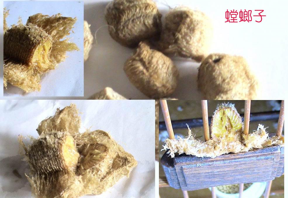 5-螳螂子副本.jpg
