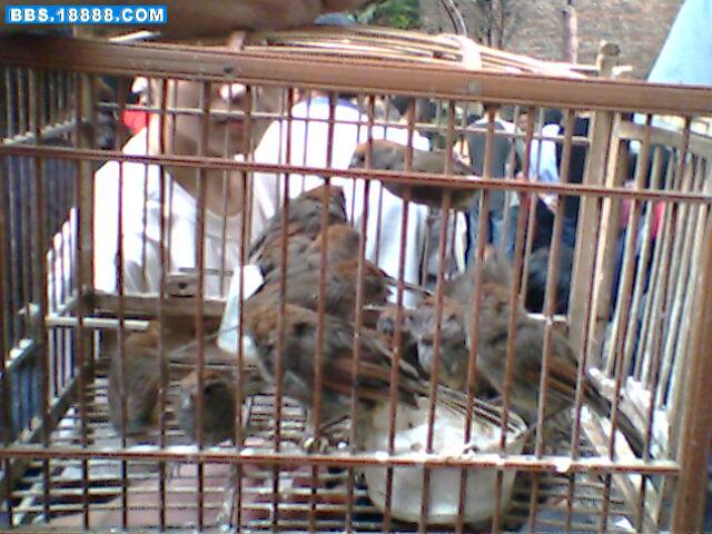 IMG0123A.jpg
