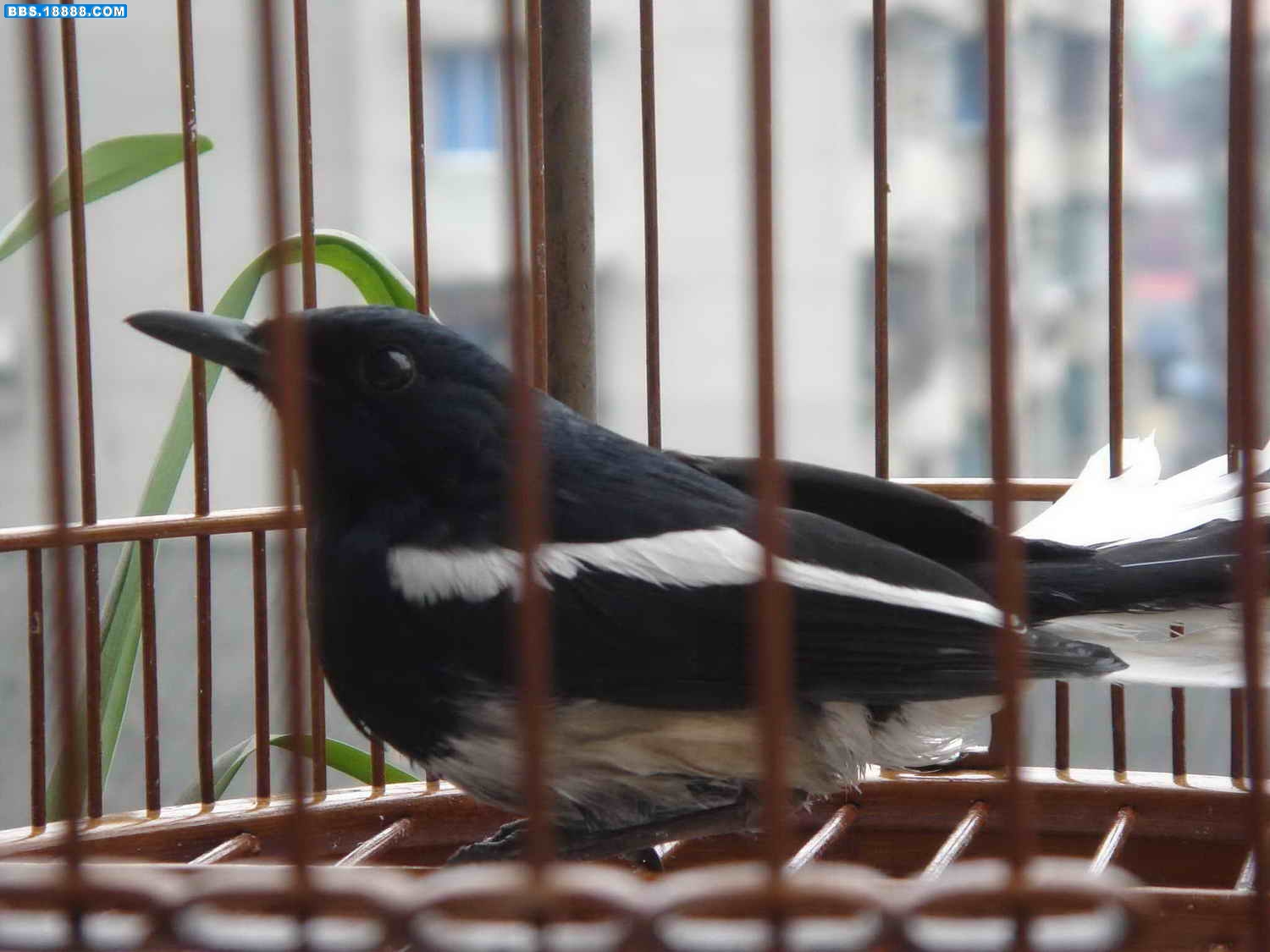 DSC04012.jpg