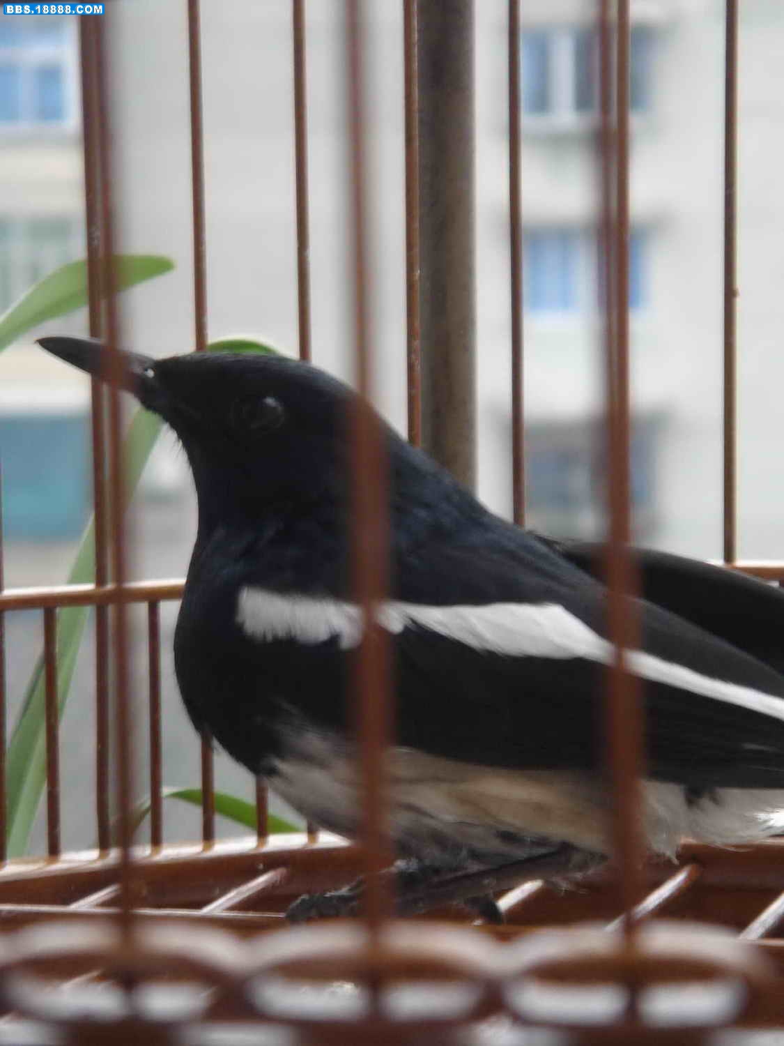 DSC04014.jpg