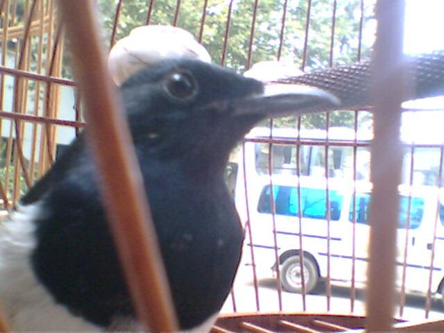 IMG0020A.jpg